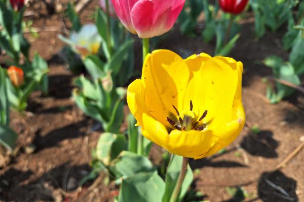 Samsung Galaxy A54 - Mostre Foto