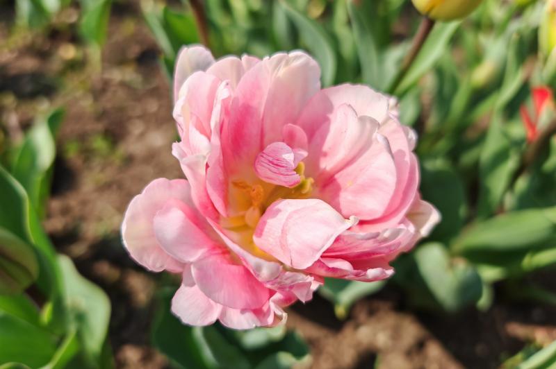 Honor Magic5 Pro - Mostre Foto: Honor-Magic5-Pro-Culori_006.jpg