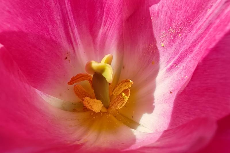 Honor Magic5 Pro - Mostre Foto: Honor-Magic5-Pro-macro_009.jpg