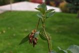 OPPO-Find-X9-Pro-Mostre-bokeh_013.jpg