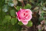 OPPO-Find-X9-Pro-Mostre-bokeh_020.jpg