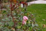 OPPO-Find-X9-Pro-Mostre-bokeh_015.jpg