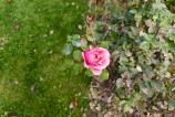 OPPO-Find-X9-Pro-Mostre-bokeh_021.jpg