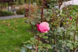 OPPO-Find-X9-Pro-Mostre-bokeh_016.jpg
