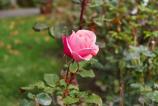 OPPO-Find-X9-Pro-Mostre-bokeh_017.jpg