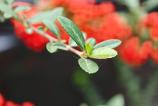 OPPO-Find-X9-Pro-Mostre-macro_003.jpg