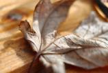 OPPO-Find-X9-Pro-Mostre-macro_007.jpg