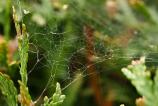 OPPO-Find-X9-Pro-Mostre-macro_011.jpg