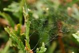OPPO-Find-X9-Pro-Mostre-macro_012.jpg