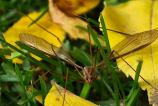 OPPO-Find-X9-Pro-Mostre-macro_032.jpg