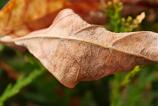 OPPO-Find-X9-Pro-Mostre-macro_009.jpg