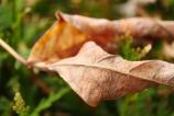 OPPO-Find-X9-Pro-Mostre-macro_008.jpg
