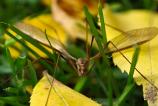 OPPO-Find-X9-Pro-Mostre-macro_031.jpg