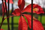 OPPO-Find-X9-Pro-Mostre-macro_035.jpg