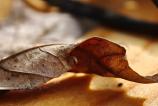 OPPO-Find-X9-Pro-Mostre-macro_006.jpg