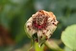 OPPO-Find-X9-Pro-Mostre-macro_016.jpg