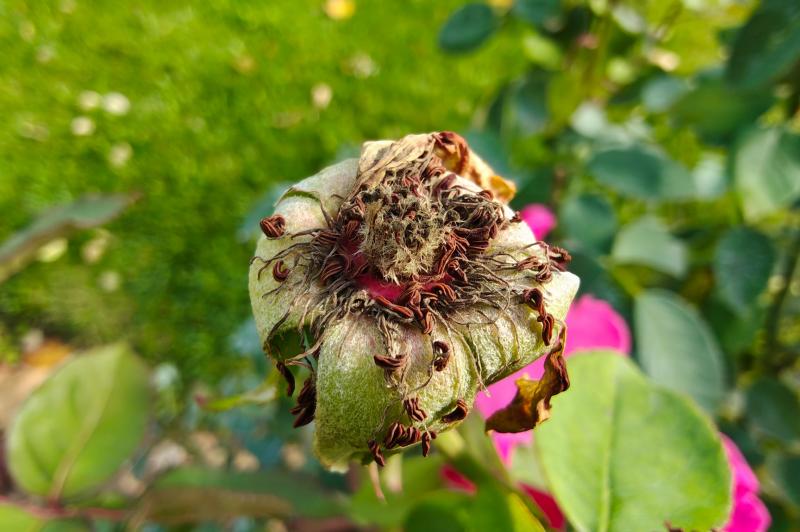 Motorola edge 70 - Mostre foto (macro): Motorola-edge-70-Mostre-macro_010.jpg