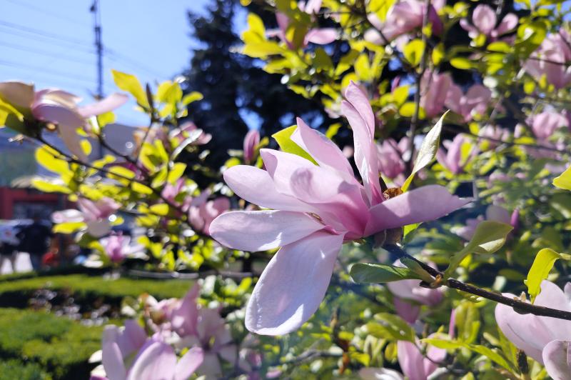 realme 9 4G - Mostre Foto (ziua): IMG20220426160128.jpg