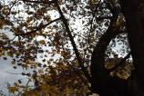 IMG_20161030_145231.jpg