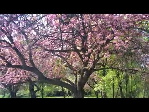 Samsung Galaxy S5 Video Sample (1080p + Zoom) - Mobilissimo.ro