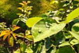 OnePlus-Nord-5-Mostre-Macro_011.jpg