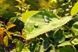 OnePlus-Nord-5-Mostre-Macro_010.jpg
