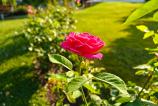 OnePlus-Nord-5-Mostre-Bokeh_010.jpg