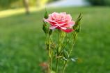OnePlus-Nord-5-Mostre-Bokeh_012.jpg