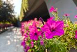OnePlus-Nord-5-Mostre-Bokeh_007.jpg