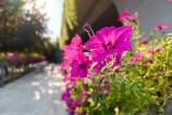 OnePlus-Nord-5-Mostre-Bokeh_006.jpg