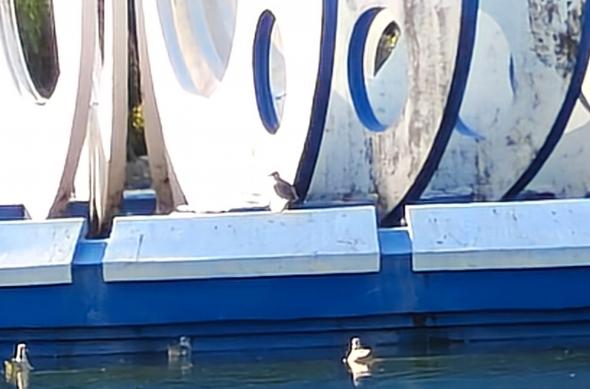 OnePlus Nord 5 - Mostre zoom: OnePlus-Nord-5-Mostre-zoom_012.jpg