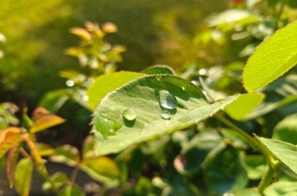 OnePlus Nord 5 - Mostre macro: OnePlus-Nord-5-Mostre-Macro_013.jpg