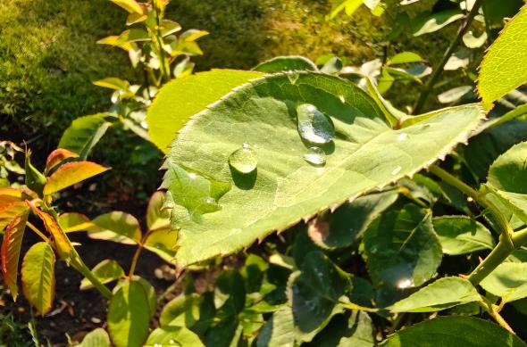 OnePlus Nord 5 - Mostre macro: OnePlus-Nord-5-Mostre-Macro_010.jpg