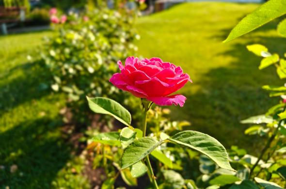 OnePlus Nord 5 - Mostre bokeh: OnePlus-Nord-5-Mostre-Bokeh_010.jpg