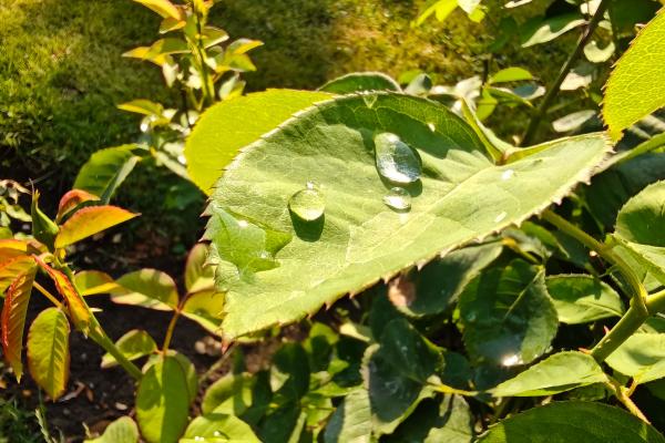 OnePlus Nord 5 - Mostre macro