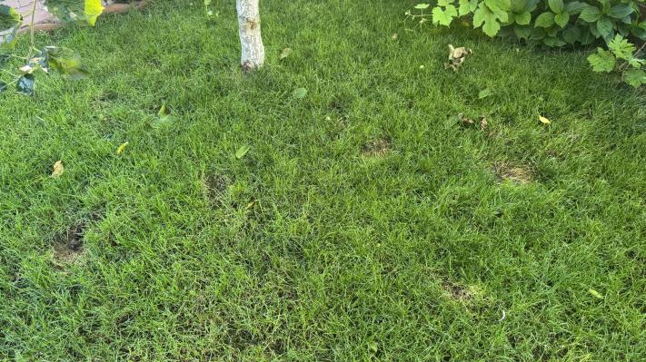 Pete de urină și fecale lăsate de pisici în gazon