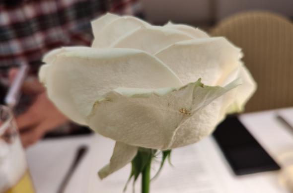 Xiaomi 12 Pro - Mostre Foto (mâncare): IMG_20220331_142823.jpg