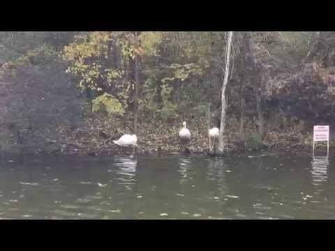 Apple iPad Air video sample (Full HD 30 FPS + Zoom) - Mobilissimo.ro