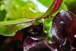 Xiaomi-15-Ultra-Mostre-Food_002.jpg