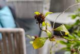 Xiaomi-15-Ultra-Mostre-Bokeh_009.jpg