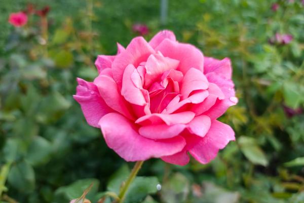 Infinix Note 40 Pro+ - Mostre bokeh