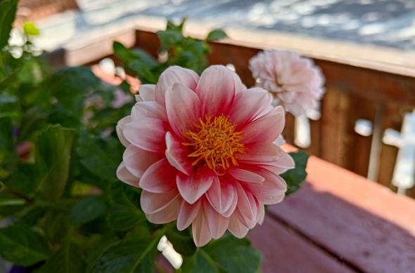 ASUS Zenfone 9 - Mostre Foto (ziua): P_20220719_141246.jpg
