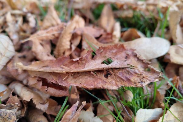 Nothing Phone (1) - Mostre Foto (ziua)