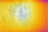 flir_20210706T164139.jpg