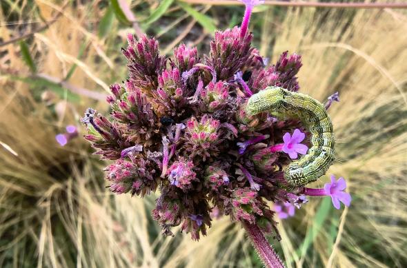 Motorola moto g86 Power - Mostre macro, closeup: Motorola-g86-power-Mostre-macro_003.jpg