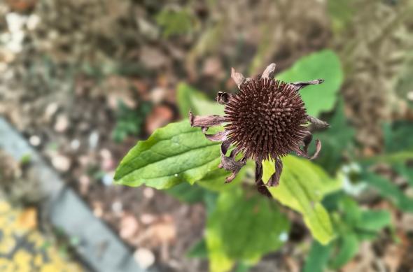 Motorola moto g86 Power - Mostre bokeh: Motorola-g86-power-Mostre-bokeh_006.jpg