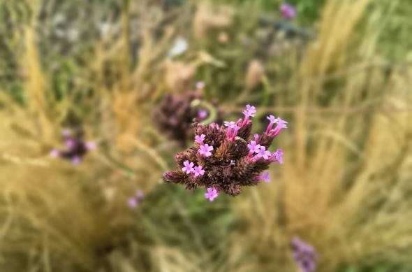 Motorola moto g86 Power - Mostre bokeh: Motorola-g86-power-Mostre-bokeh_010.jpg