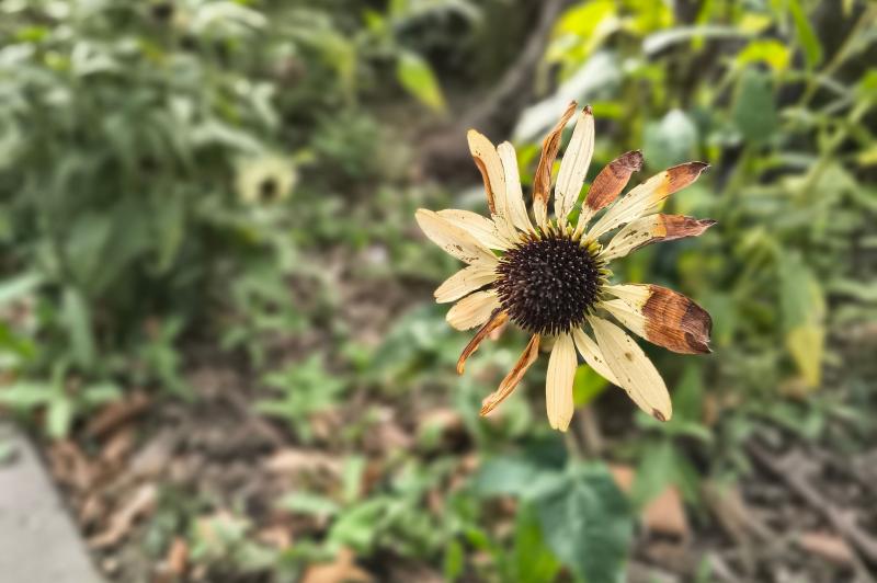 Motorola moto g86 Power - Mostre bokeh: Motorola-g86-power-Mostre-bokeh_007.jpg