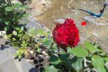 IMG_20250602_125233.jpg