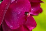 OPPO-Find-X8-Ultra-Macro_008.jpg